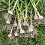 Garlic Harvest 2021